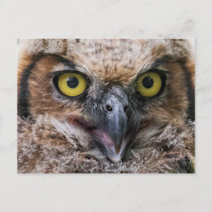 Große Hornschale Postkarte