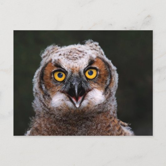 Große Hornschale Postkarte (Vorderseite)