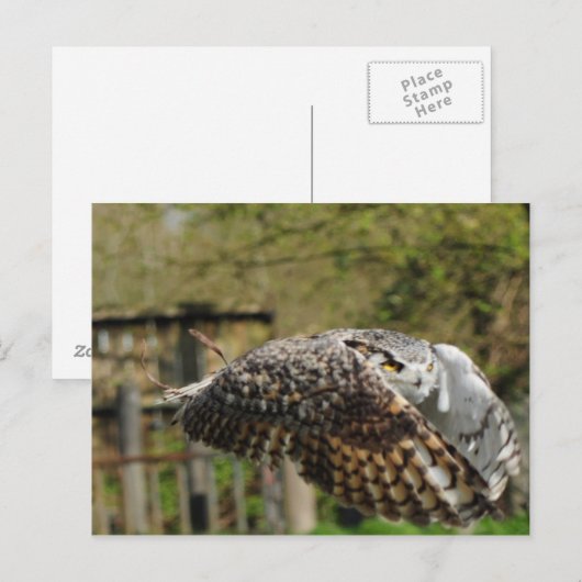 Große Hornschnecke Postkarte (Vorne/Hinten)