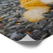 Große Ingwer und weiße Katze Poster (Ecke)