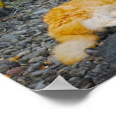 Große Ingwer und weiße Katze Poster (Ecke)