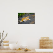 Große Ingwer und weiße Katze Poster (Küche)