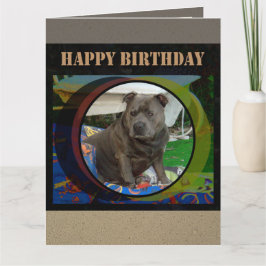 Große Karte | Staffordshire Bull Terrier Birthday
