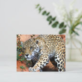 Große Katzen - 10 Postkarte (Stehend Vorderseite)