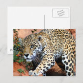 Große Katzen - 10 Postkarte (Vorne/Hinten)