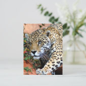 Große Katzen - 10 Postkarte (Stehend Vorderseite)