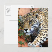 Große Katzen - 10 Postkarte (Vorne/Hinten)