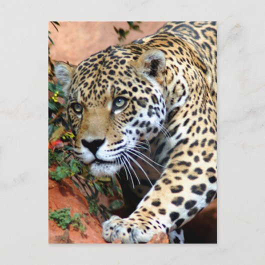 Große Katzen - 10 Postkarte (Vorderseite)