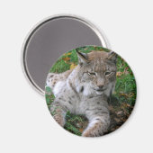 Große Katzen - 11 Magnet (Vorderseite/Rückseite)