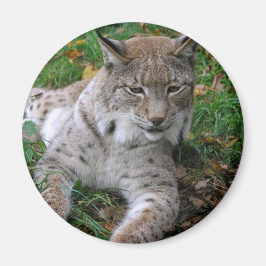 Große Katzen - 11 Magnet (Vorne)