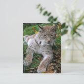 Große Katzen - 11 Postkarte (Stehend Vorderseite)
