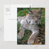 Große Katzen - 11 Postkarte (Vorne/Hinten)