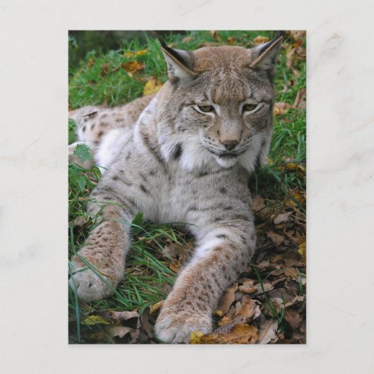 Große Katzen - 11 Postkarte (Vorderseite)