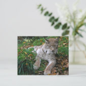 Große Katzen - 11 Postkarte (Stehend Vorderseite)
