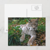 Große Katzen - 11 Postkarte (Vorne/Hinten)