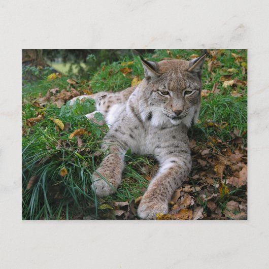 Große Katzen - 11 Postkarte (Vorderseite)