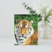 Große Katzen - 12 Postkarte (Stehend Vorderseite)
