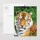 Große Katzen - 12 Postkarte (Vorne/Hinten)