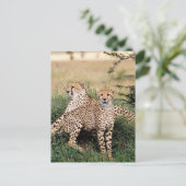 Große Katzen - 13 Postkarte (Stehend Vorderseite)