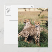 Große Katzen - 13 Postkarte (Vorne/Hinten)