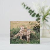 Große Katzen - 13 Postkarte (Stehend Vorderseite)