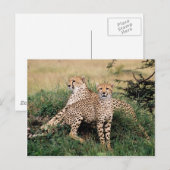 Große Katzen - 13 Postkarte (Vorne/Hinten)