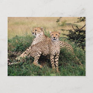 Große Katzen - 13 Postkarte