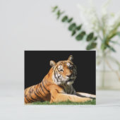 Große Katzen - 1 Postkarte (Stehend Vorderseite)