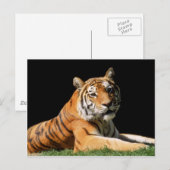 Große Katzen - 1 Postkarte (Vorne/Hinten)