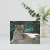 Große Katzen - 2 Postkarte (Stehend Vorderseite)
