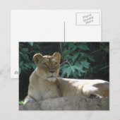 Große Katzen - 2 Postkarte (Vorne/Hinten)
