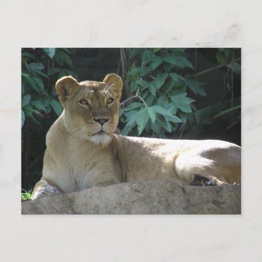 Große Katzen - 2 Postkarte (Vorderseite)