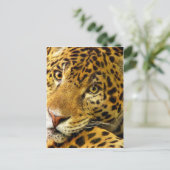 Große Katzen - 3 Postkarte (Stehend Vorderseite)