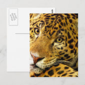 Große Katzen - 3 Postkarte (Vorne/Hinten)