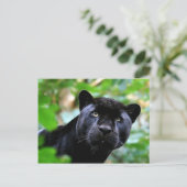 Große Katzen - 4 Postkarte (Stehend Vorderseite)