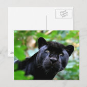 Große Katzen - 4 Postkarte (Vorne/Hinten)