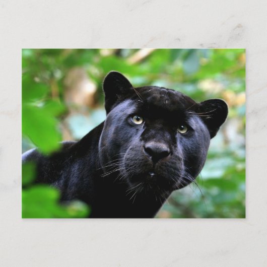 Große Katzen - 4 Postkarte (Vorderseite)