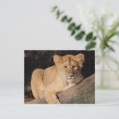 Große Katzen - 8 Postkarte (Stehend Vorderseite)