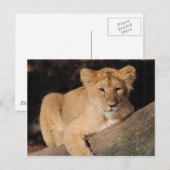 Große Katzen - 8 Postkarte (Vorne/Hinten)