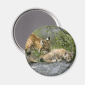 Große Katzen - 9 Magnet (Vorderseite/Rückseite)