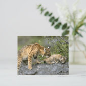 Große Katzen - 9 Postkarte (Stehend Vorderseite)