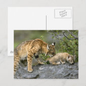 Große Katzen - 9 Postkarte (Vorne/Hinten)