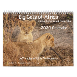 Große Katzen Afrikas: Löwen, Leoparden 2020 Kalender