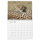 Große Katzen des Masai Mara, Kenya-Kalender Kalender (Jan 2026)