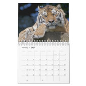 Große Katzen Kalender (Jan 2027)