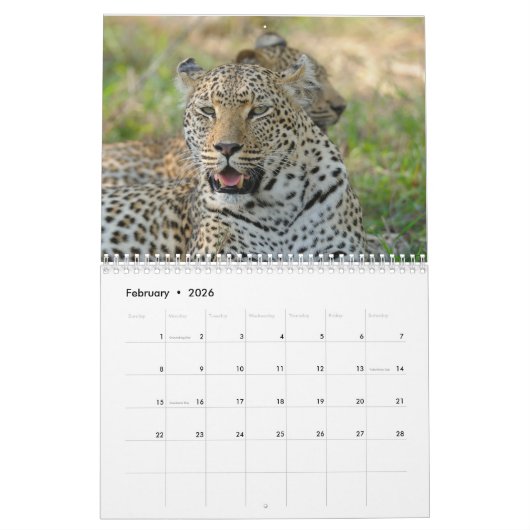 Große Katzen! Löwe, Leopard, Gepard, Kalender (Feb 2026)