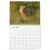 Große Katzen! Löwe, Leopard, Gepard, Kalender (Mär 2027)