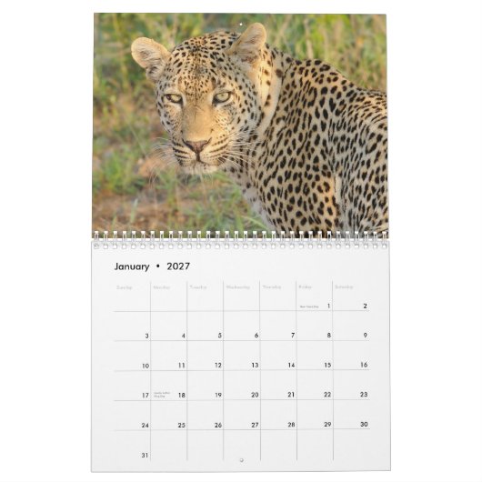 Große Katzen von Südafrika-Kalender Kalender (Jan 2027)