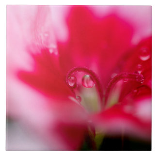 Große Keramik-Foto-Fliese "gefangen " Fliese