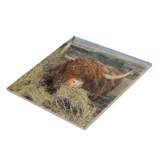 Große Keramik Tile Funny Scottish Highland Cow! Fliese (Seite)